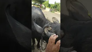 #Buffalo BuLL is live! #Buffalo_BuLL #gorkhana #wild_animall #वाइल्डलाइफ #goat #viral_short_video
