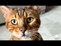 Woman adopts cat then comes the big surprise