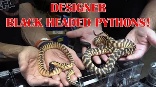 BLACK HEADED PYTHONS with JASON HOOD DAYTONA REPTILE EXPO - Part 2