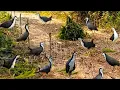 Download Lagu THE GREAT TRAP FOR WILD BIRDS WITH SOUNDS BIRDS EFFECTIVE TRAP