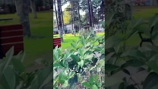 كلامهم عمرو ياعمري 