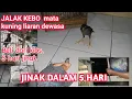 Download Lagu Tips agar JALAK KEBO Mata Kuning Liaran ,JINAK DALAM WAKTU 5 HARI ?
