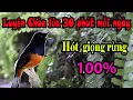 Download Lagu Luyện giọng chích chòe lửa hót giọng rừng - Murai Batu Juara Durasi Panjang Gacor Untuk Masteran #32