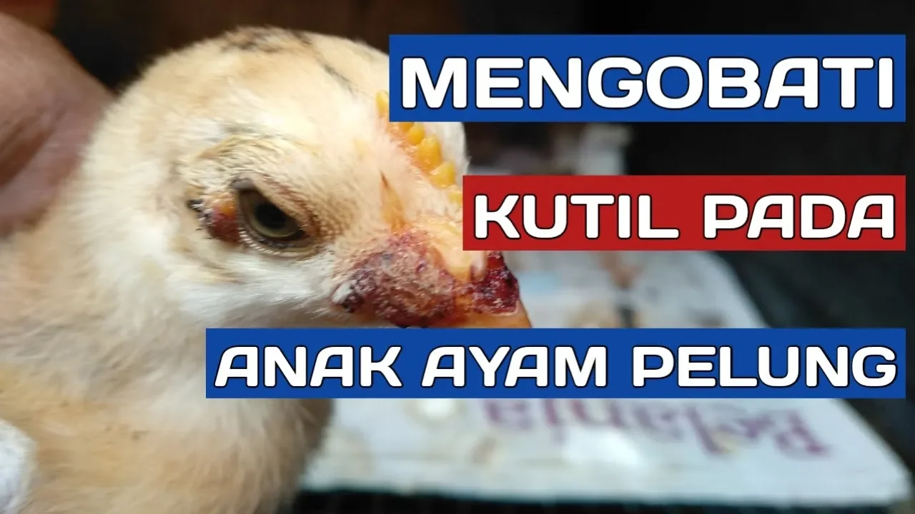 Ternyata Penyakit Tetelo Ayam tuntas dengan cara ini