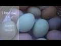 Download Lagu We hatched CHOCOLATE Eggs!! - Barefoot Harvest