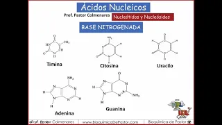 Nucleótidos y Nucleósidos | Ácidos nucleicos parte II