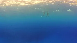                            دندنها