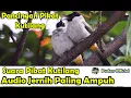 Download Lagu SUARA PIKAT - PANCINGAN SUARA PIKAT BURUNG KUTILANG RIBUT SUARA JERNIH DIJAMIN PALING AMPUH