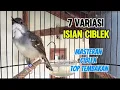 Download Lagu 7 variasi isian ciblek buat masteran dan pancingan, masteran ciblek ngebren variasi