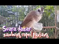 Download Lagu Trucukan gacor suara dasar sambung ropel panjang,trucuk ombyokan malas bunyi jadi gacor