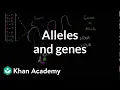 Alleles and genes