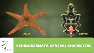 Download ECHINODERMATA GENERAL CHARECTERS MP3