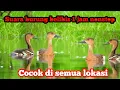 Download Lagu SUARA PIKAT BURUNG BELIBIS COCOK UNTUK DI DANAU RAWA TAMBAK #BELIBIS #burungbelibis