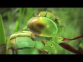The Fibonacci Sequence