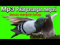 Download Lagu Suara pikat merpati balap||mp3 merpati balap