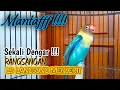 Lagu Suara Burung Lovebird NGEKEK PANJANG, Pancingan Lovebird PALING CEPAT BIKIN BUNYI
