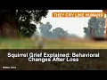 Squirrel Grief Explained Behavioral Changes After Loss