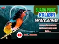 Download Lagu SUARA BURUNG KOLIBRI WULUNG, SUARA PIKAT BURUNG KOLIBRI WULUNG FULL MASTERAN NGEROL PANJANG