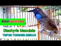 Stachyris maculata !!!  TEPUS TUNGGIR MERAH GACOR VARIASI - BURUNG ENDEMIK SUMATRA