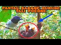 Download Lagu PANTAU SARANG BURUNG TALI POCONG SARIWANG #paradiseflycatcher
