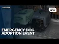 Genesee County Animal Control having 10 dog adoption event after dozens of dogs rescued