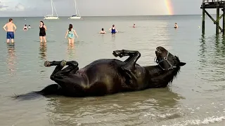 when animals meeting water for the first time be like 