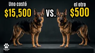 El perro de $500 vs. El perro de $50,000: ¿Dónde está la estafa?"