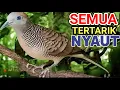 Download Lagu Pancingan perkutut lokal gacor agar bunyi, seketika semua perkutut langsung nyaut
