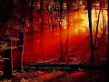 Dark tranquility - Insanity's Crescendo