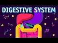 How our Digestive System Works