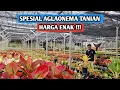 Spesial aglaonema tanian, harga enak !!!