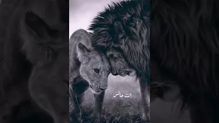 إبراهيم الكاشف إنت عارف أنا بحبك مع الكلمات 
