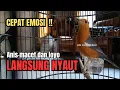 Download Lagu LANGSUNG NYAUT‼️Gak akan tahan mendengar pancingan ini Anis merah macet dan loyo pasti berkicau