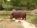 Hippo gets explosive diarrhea