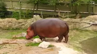 Hippo gets explosive diarrhea