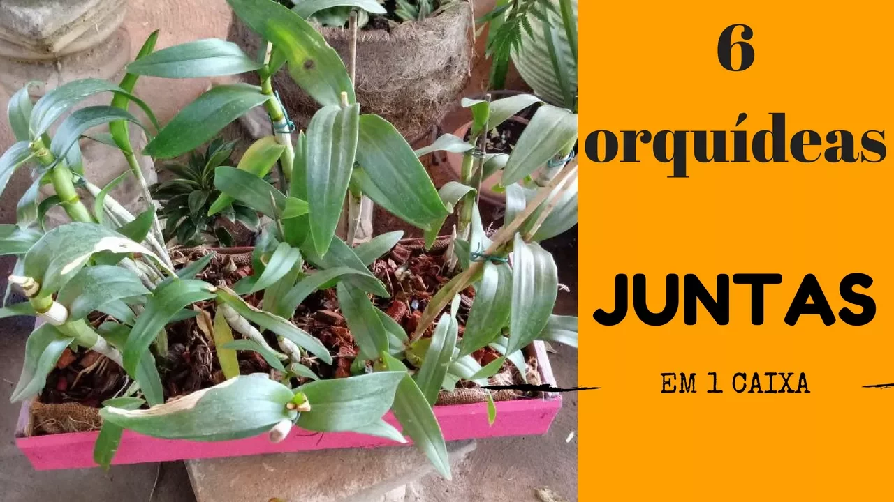 COMO PLANTAR ORQUÍDEAS EM CAIXA DE MADEIRA