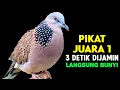 Download Lagu SUARA BURUNG TEKUKUR GACOR PALING AMPUH UNTUK PANCINGAN PIKAT 
