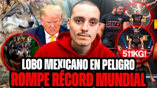 Trump autoriza eliminar Lobos grises Mexicanos-Mexicano levanta 511 Kilos (record mundial)