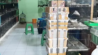 baru datang jalak kebo kepodang cendet glatik batu poksay