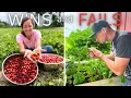 Download Lagu BIG Strawberry HARVEST.. but not everything is going so well.