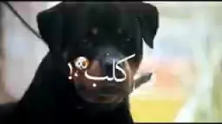 يا اندال يا ولاد الفاجرة 