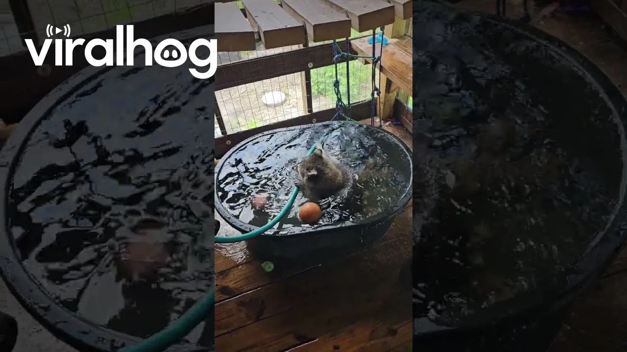 ViralHog channel featured image