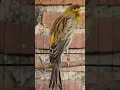 Download Lagu The sound of a green canary bird  #canary #shorts #birdsong