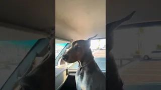 She don’t know what to think of the cranes lol ! #Fyp #fypシ #pets #doberman #wildlife