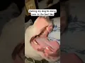 Download Lagu They take up the entire bed #dogs #meme #dogshorts #funny #memes