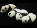 Giant Panda Education Base Opens in China