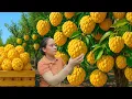 Download Lagu Harvesting 1000+ Ripe Sugar Apples and Bringing Them to the Market, Gardening and Planting Beans