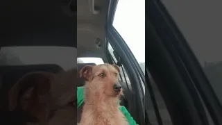                             دندنها