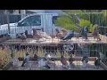 Jedd s Bird Supplies - July 2023 Bird Sale