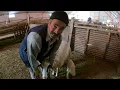 BETTER TO HAVE ONE DOG THAN 10 UNRELIABLE FRIENDS / SADDAM ENTERED THE HOUSE / WE ARE LEAVING THE...